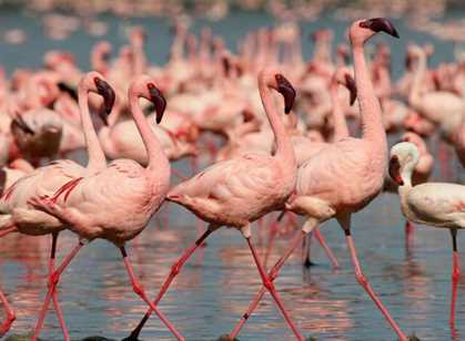 Lake Nakuru & Lake Naivasha